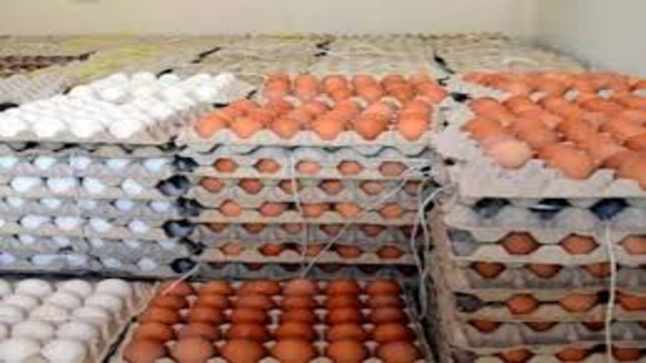 سعر كرتونة البيض اليوم