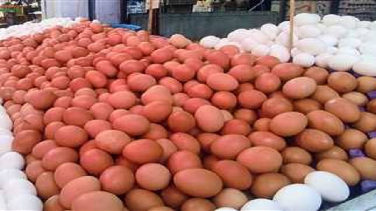 سعر كرتونة البيض اليوم