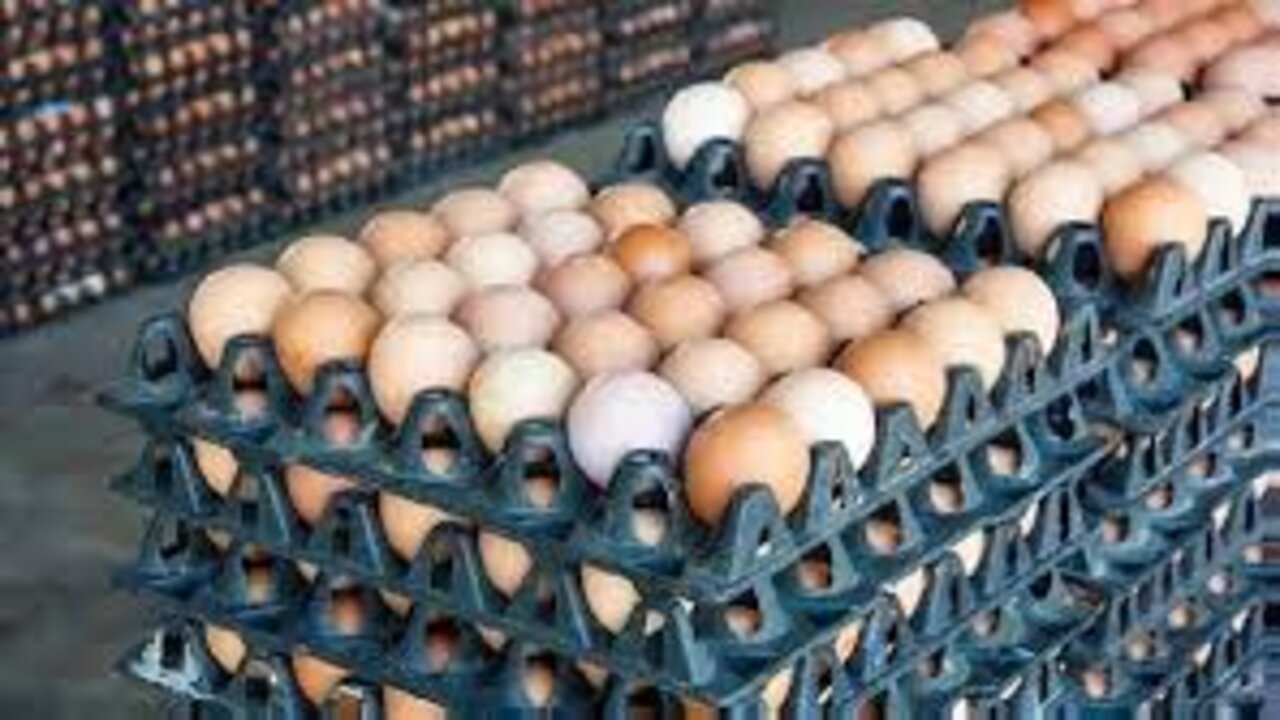 سعر كرتونة البيض اليوم