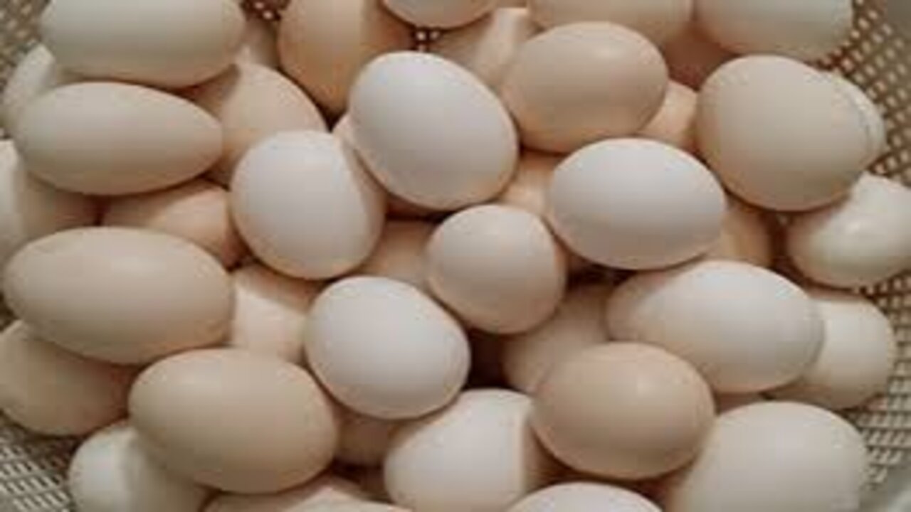 سعر كرتونة البيض