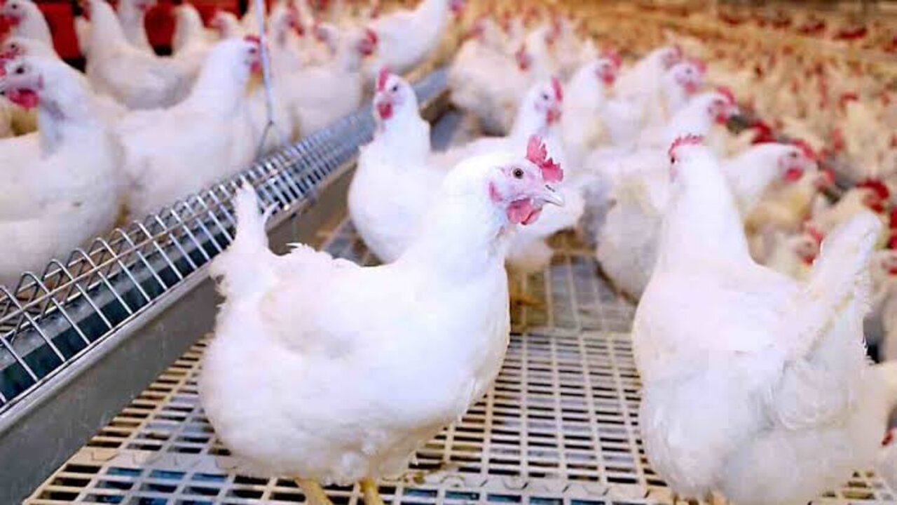 انخفاض اسعار الدواجن اليوم