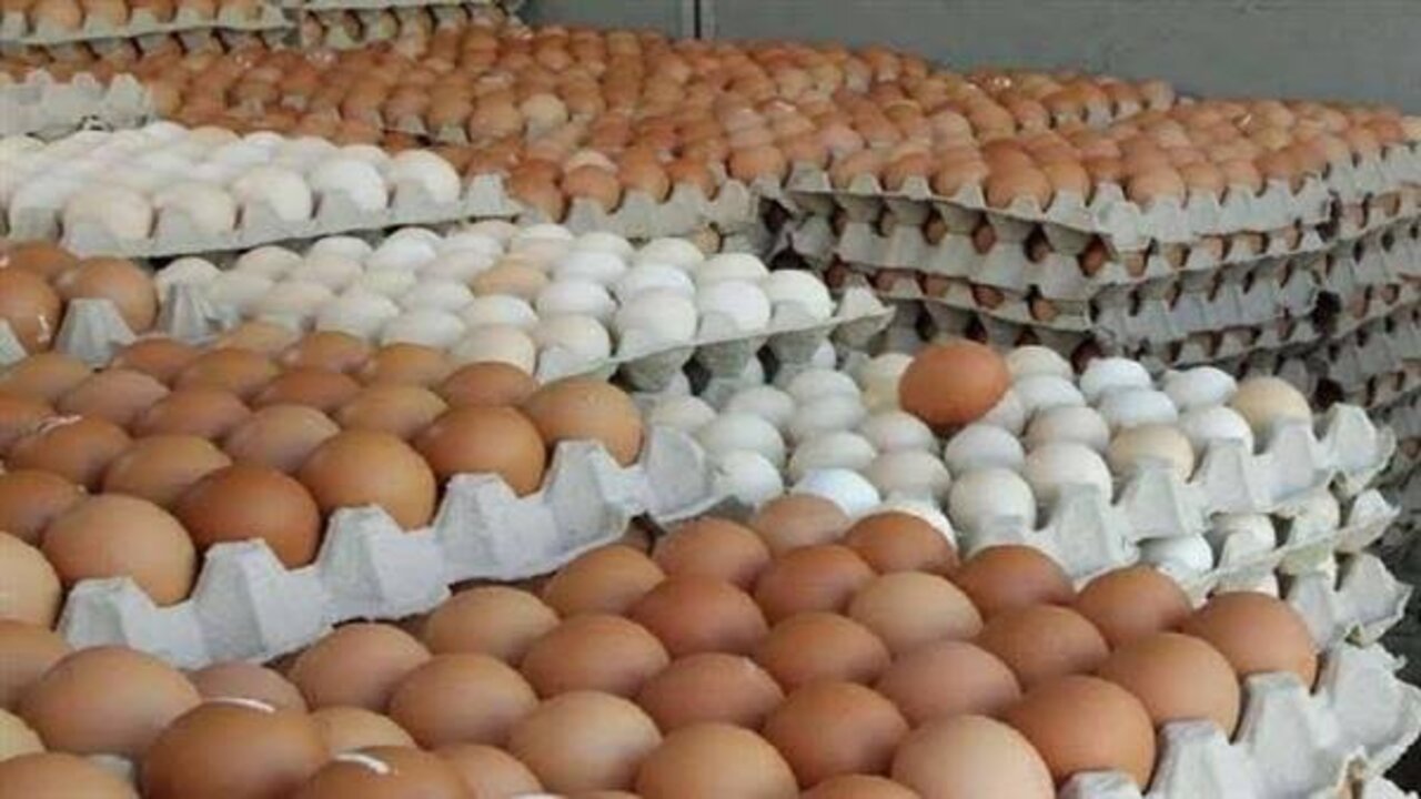 سعر كرتونة البيض اليوم