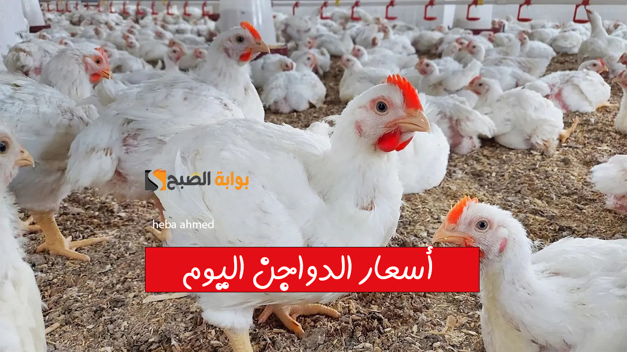 أسعار الدواجن اليوم