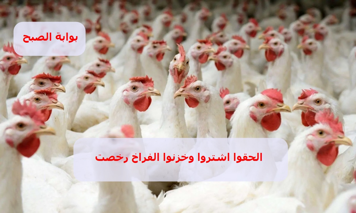 أسعار الدواجن في مصر