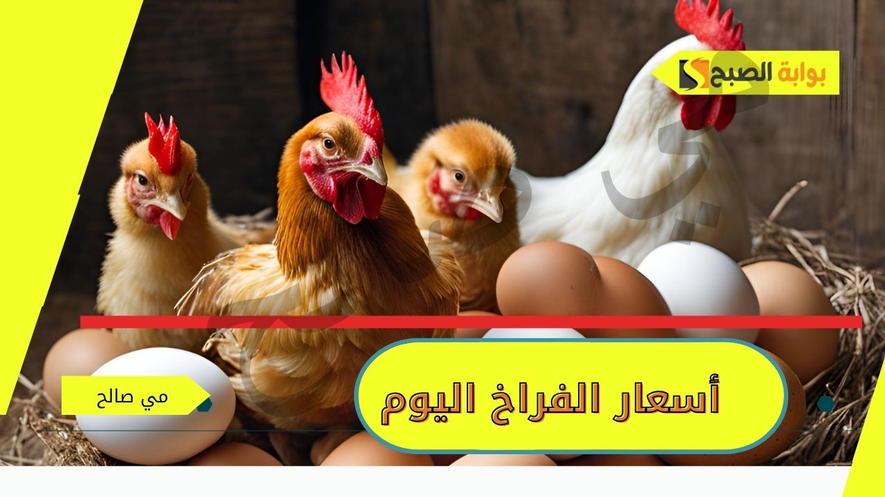 "باستقرار واضح" أسعار الفراخ اليوم الاثنين 11/11/2024 واسعار البيض والكتاكيت