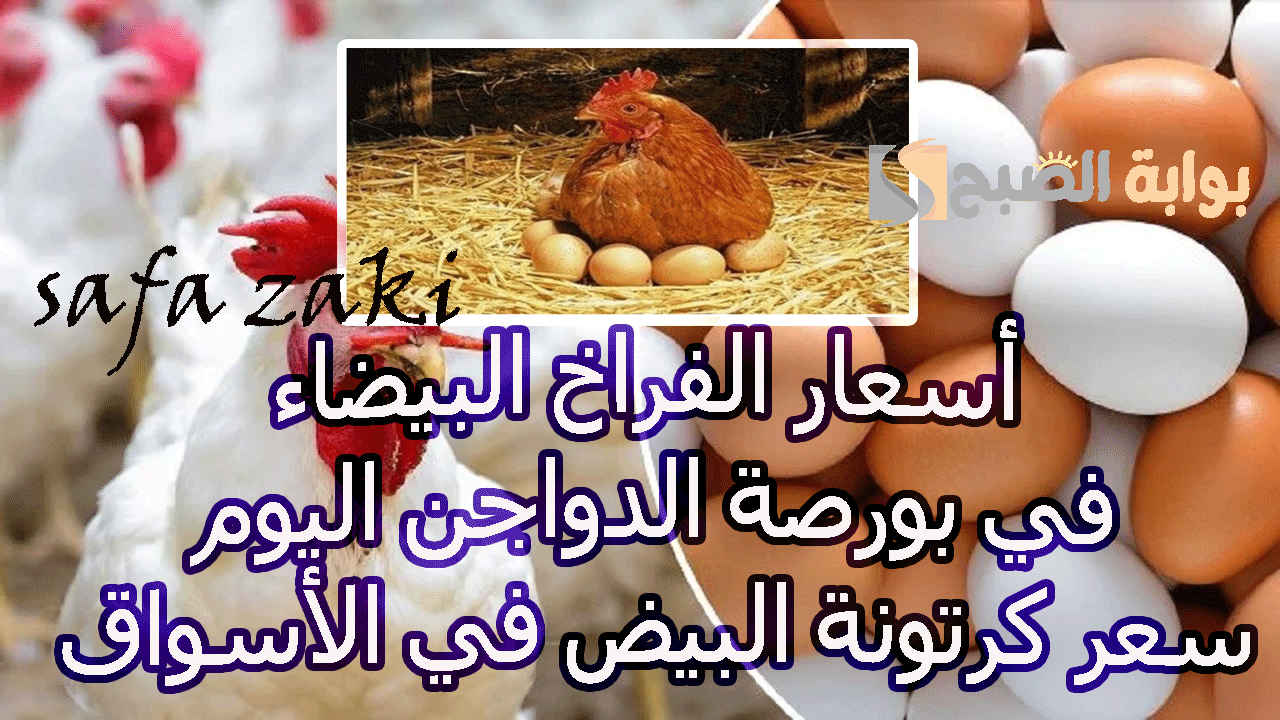  أسعار الفراخ البيضاء في بورصة الدواجن اليوم 