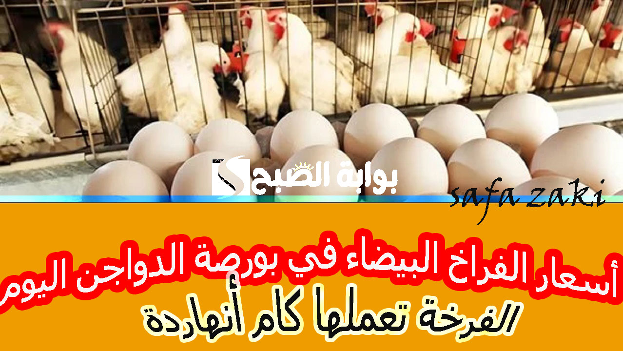 أسعار الفراخ البيضاء في بورصة الدواجن اليوم