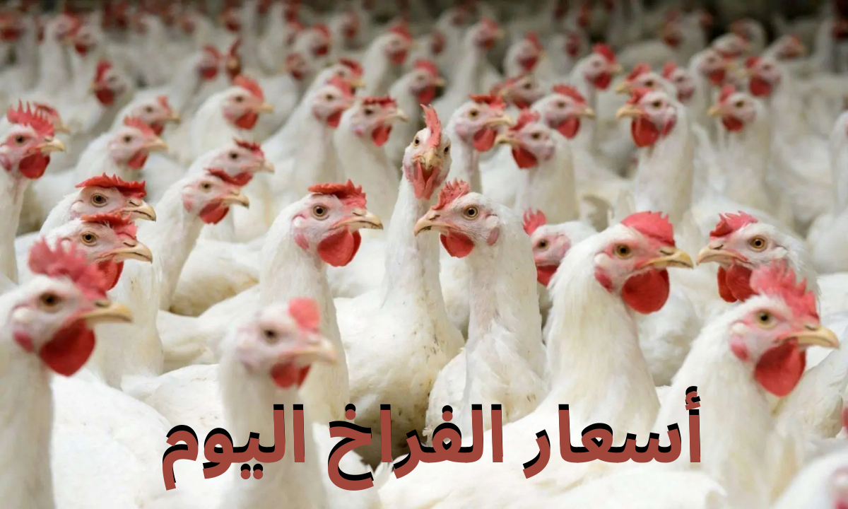 أسعار الفراخ اليوم