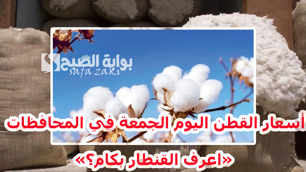 سعر قنطار القطن اليوم