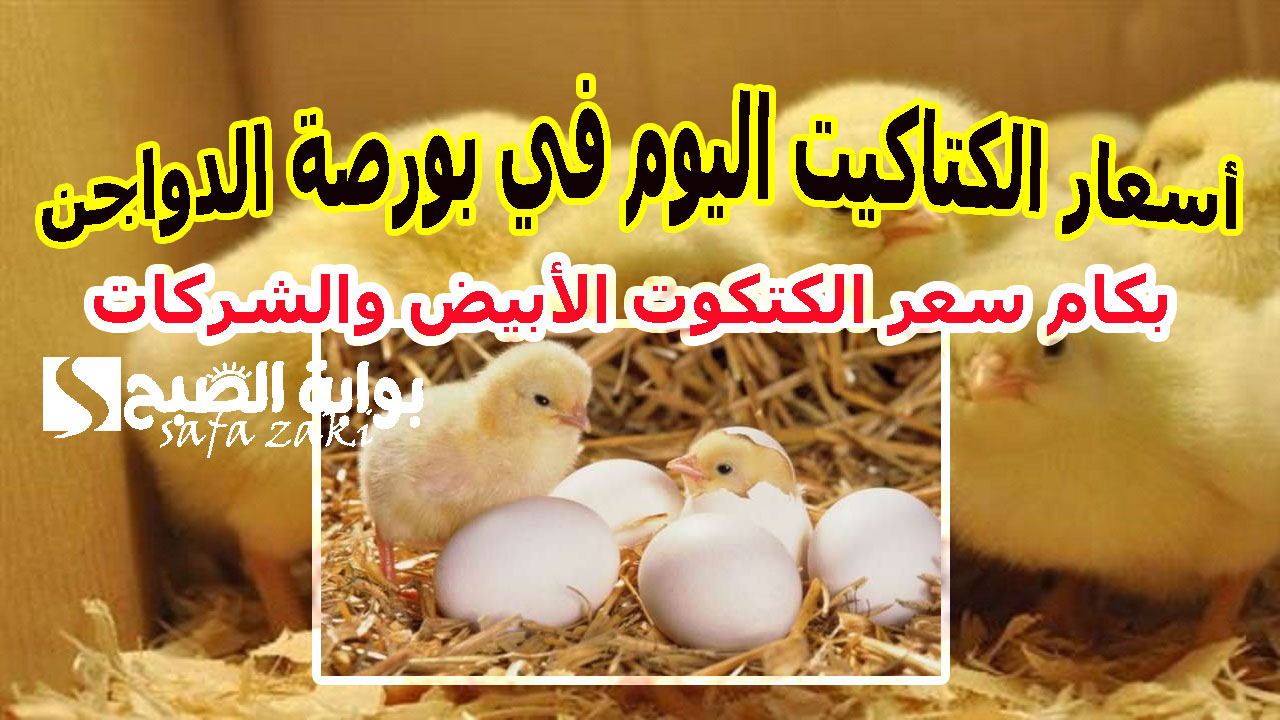 أسعار الكتاكيت اليوم في بورصة الدواجن