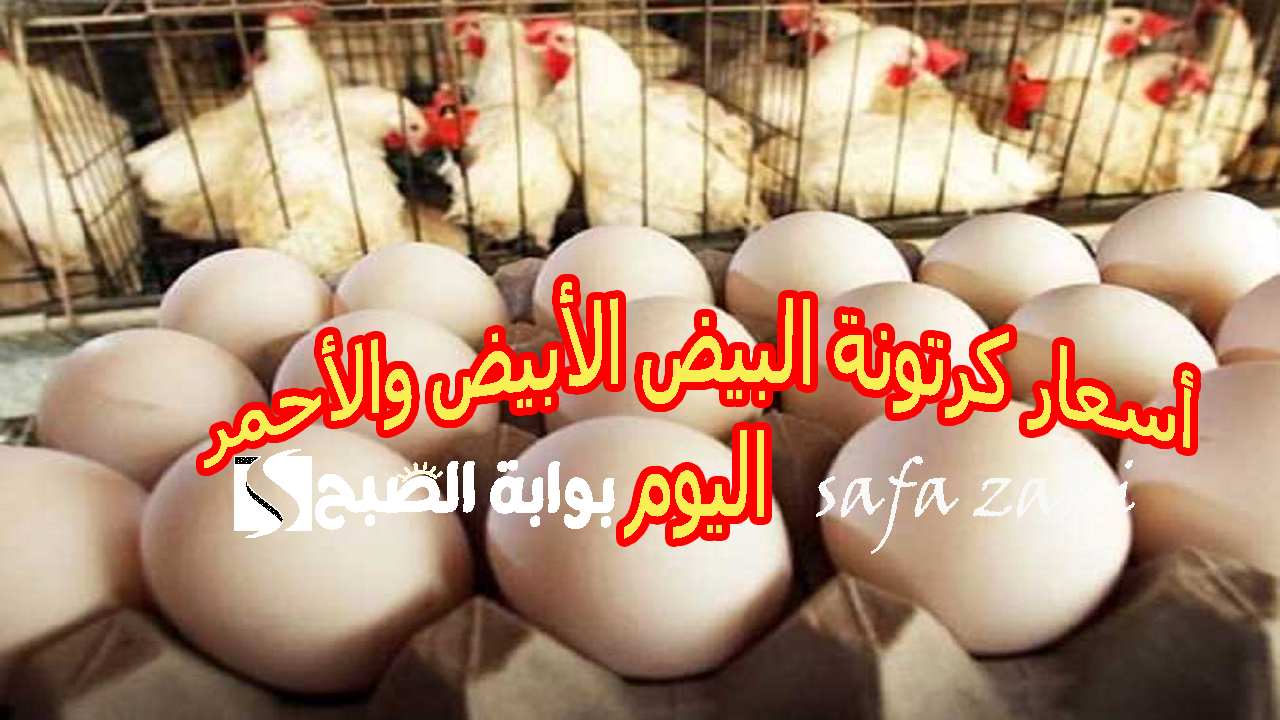 أسعار كرتونة البيض الأبيض والأحمر اليوم الأربعاء 6 نوفمبر 2024