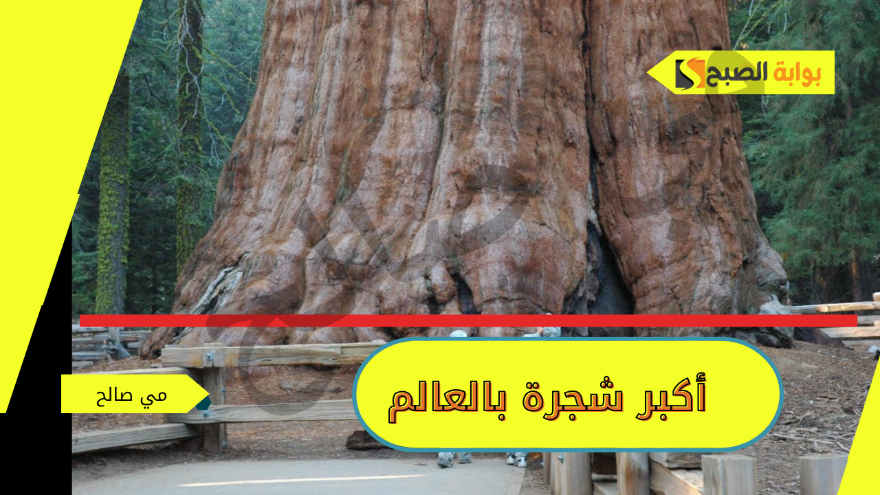 ما هي أكبر شجرة بالعالم