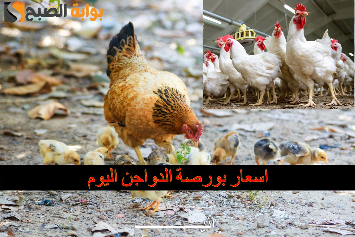 اسعار بورصة الدواجن اليوم