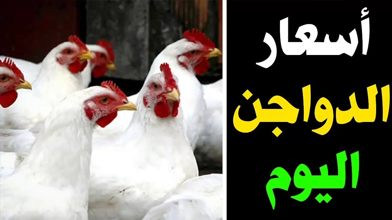 الفراخ وصلت كام؟.. أسعار الدواجن اليوم وكرتونة البيض في البورصة والأسواق بعد آخر انخفاض