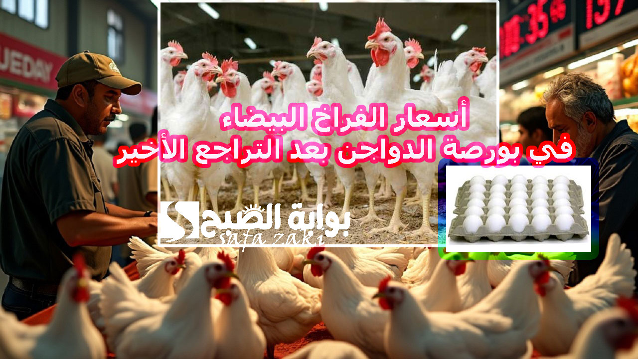 أسعار الفراخ البيضاء في بورصة الدواجن بعد التراجع الأخير اليوم