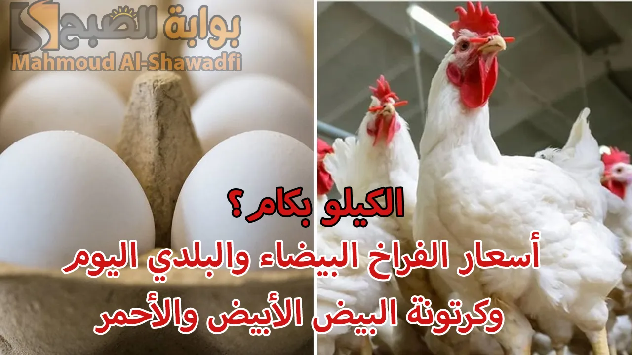 الكيلو بكام؟.. أسعار الفراخ البيضاء وكرتونة البيض الأبيض والأحمر بالأسواق اليوم الجمعة 29 نوفمبر 2024