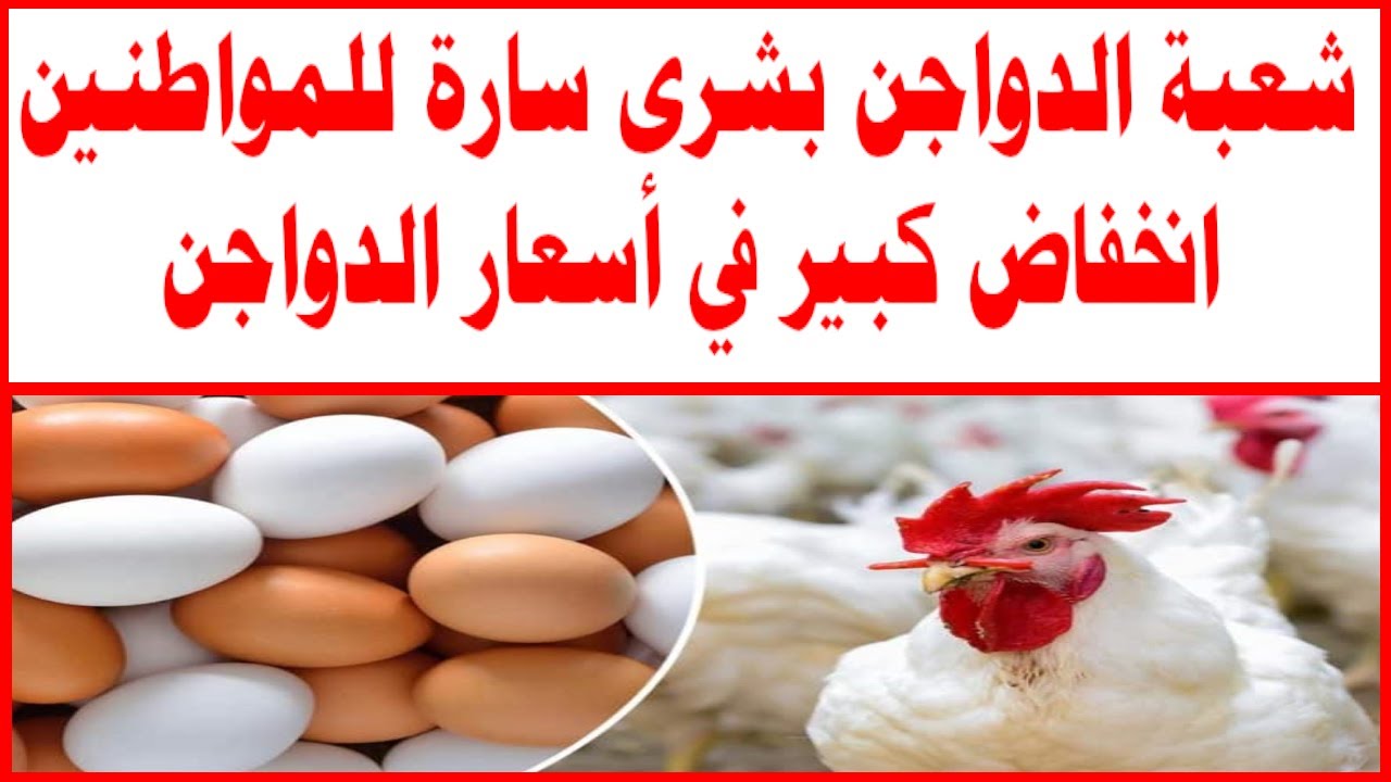 انخفاض كبير يضرب الدواجن