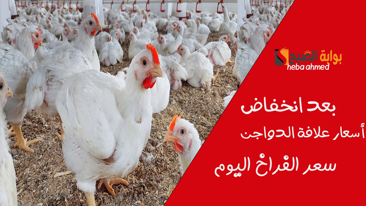 بعد انخفاض أسعار علافة الدواجن سعر الفراخ اليوم