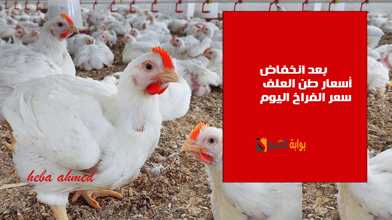 بعد انخفاض أسعار طن العلف سعر الفراخ اليوم