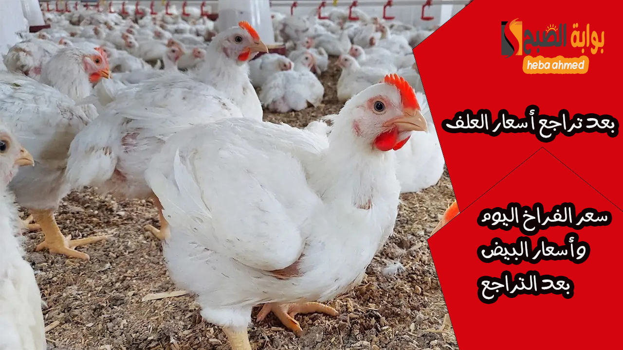 بعد تراجع أسعار العلف اليوم سعر الفراخ والبيض بعد التراجع