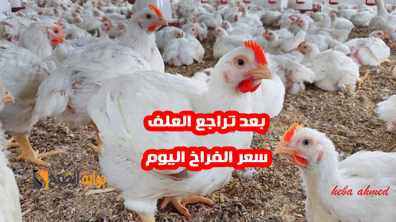 بعد تراجع العلف سعر الفراخ اليوم