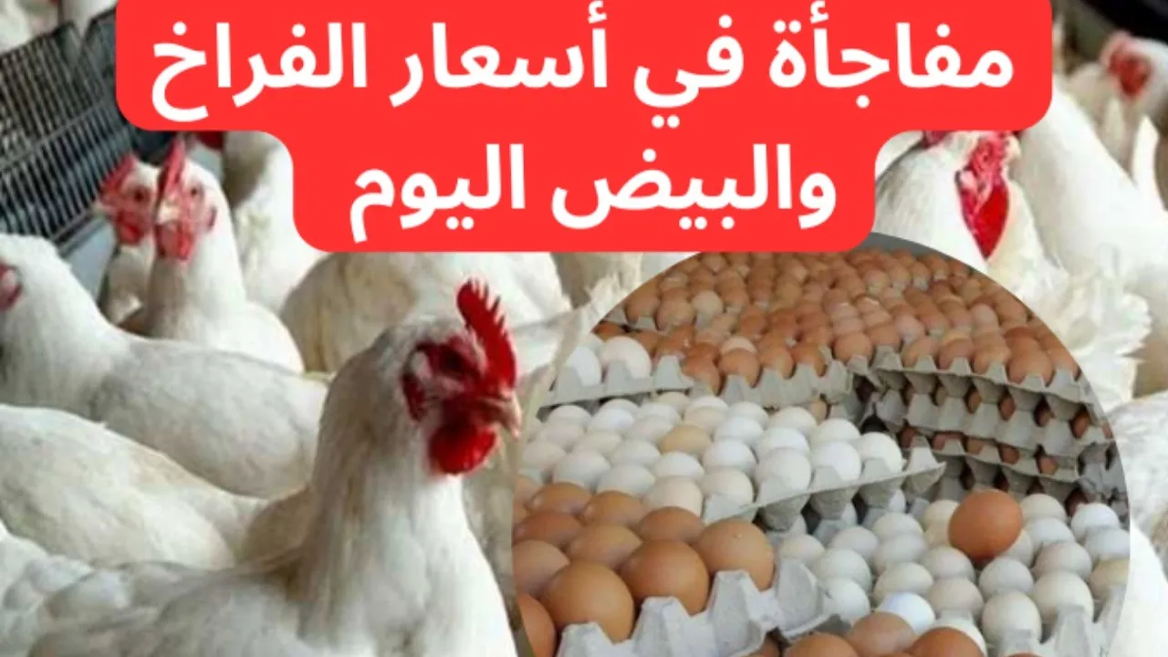 بورصة الدواجن اليوم.. أسعار الفراخ البيضاء والبلدي والساسو وكم سجلت كرتونة البيض الجمعة 15-11-2024؟
