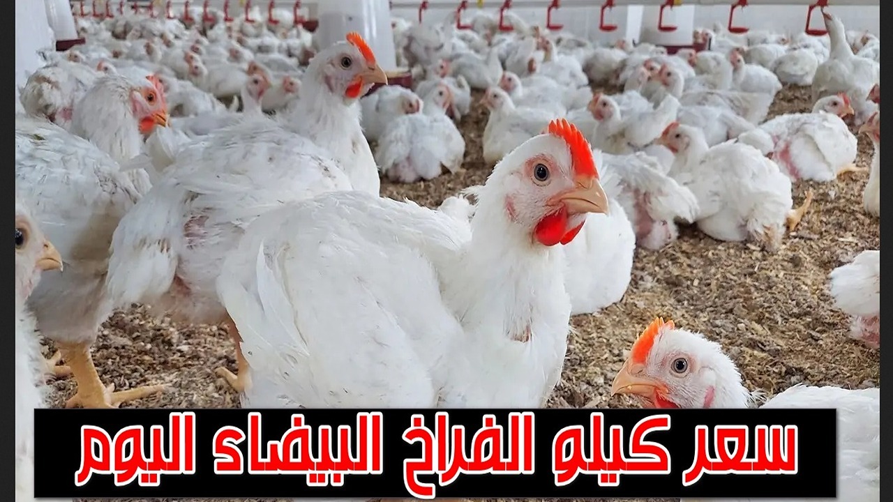 بورصة الدواجن اليوم.. انخفاض كبير في أسعار الفراخ البيضاء اليوم بالأسواق بكام الكيلو؟