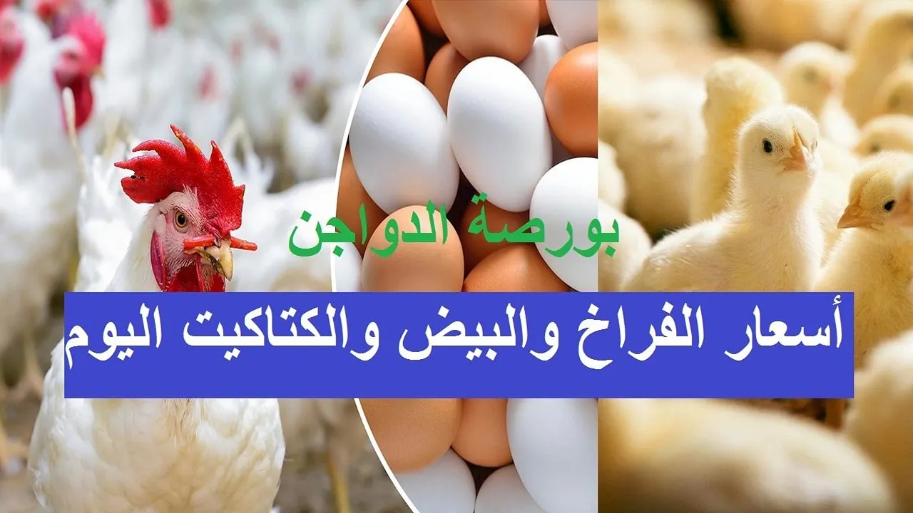 بورصة الدوجن. أسعار الفراخ والبيض والكتاكيت اليوم بعد آخر ارتفاع بالأسواق