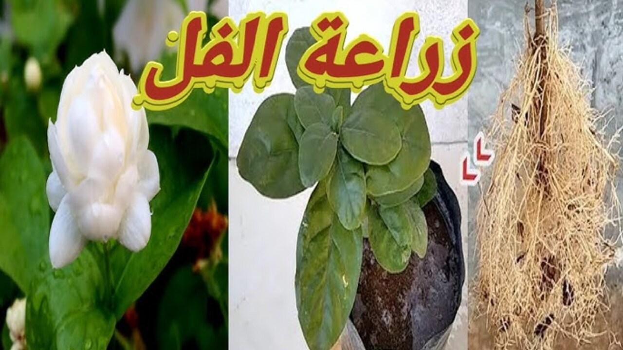 زراعة الفل في المنزل