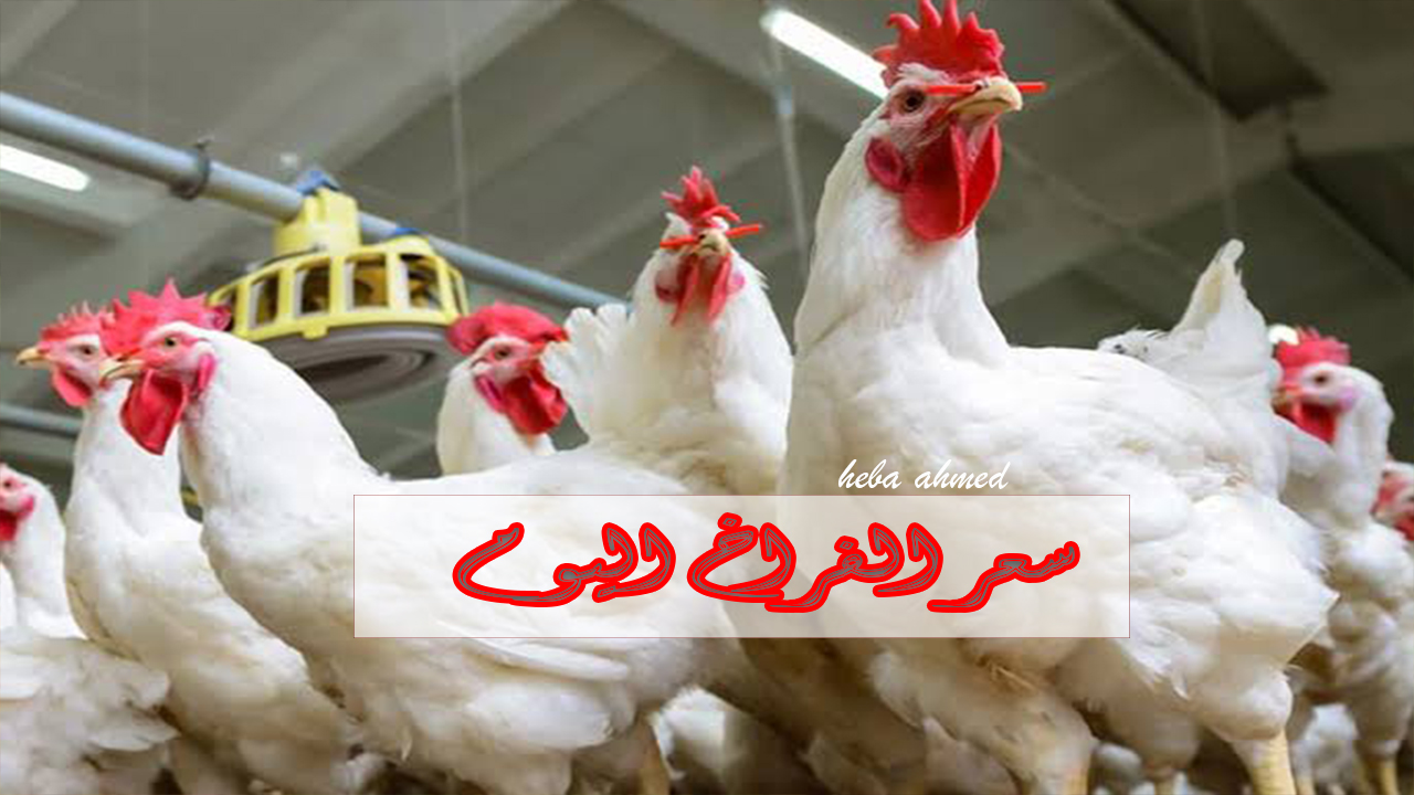 سعر الفراخ اليوم والدواجن ترتفع من جديد