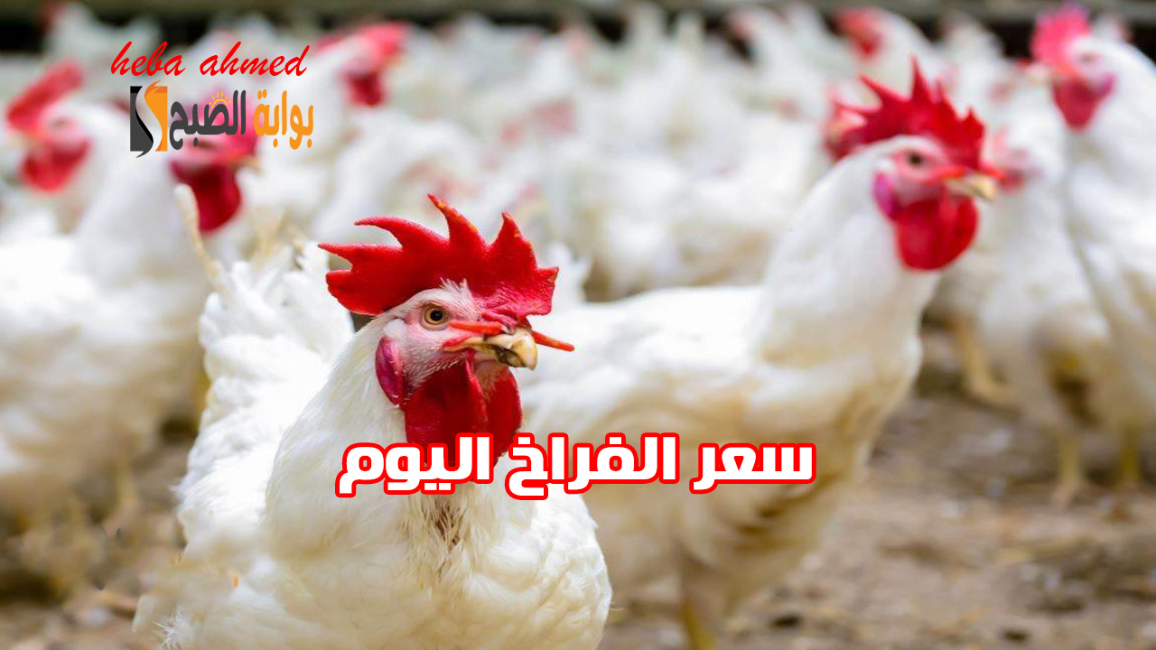 سعر الفراخ اليوم