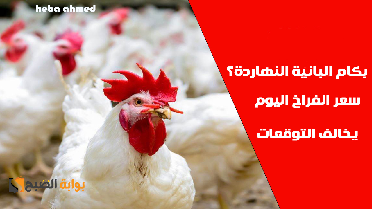 سعر الفراخ اليوم