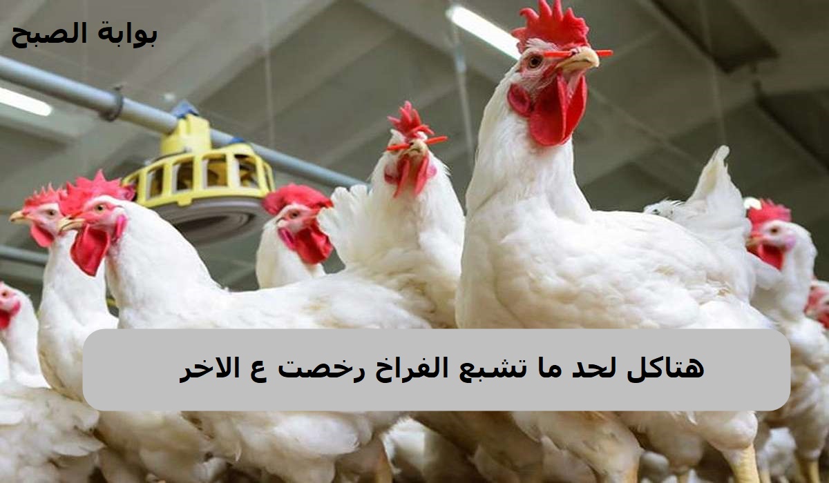 سعر الدواجن في مصر