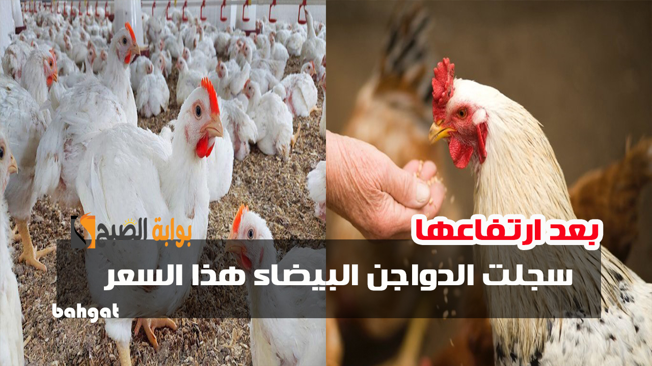 سعر الفراخ اليوم بعد ارتفاعها