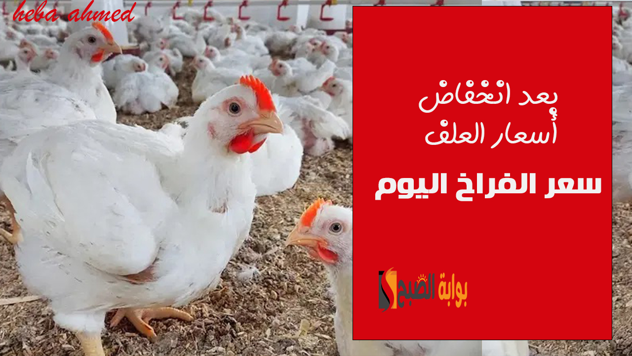 سعر الفراخ اليوم بعد انخفاض أسعار العلف