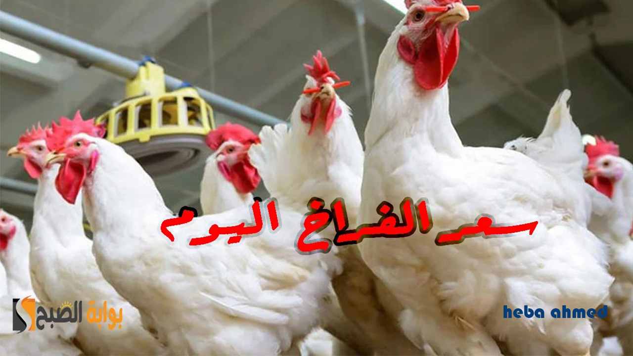 سعر الفراخ اليوم بعد تراجعها وتراجع العلف
