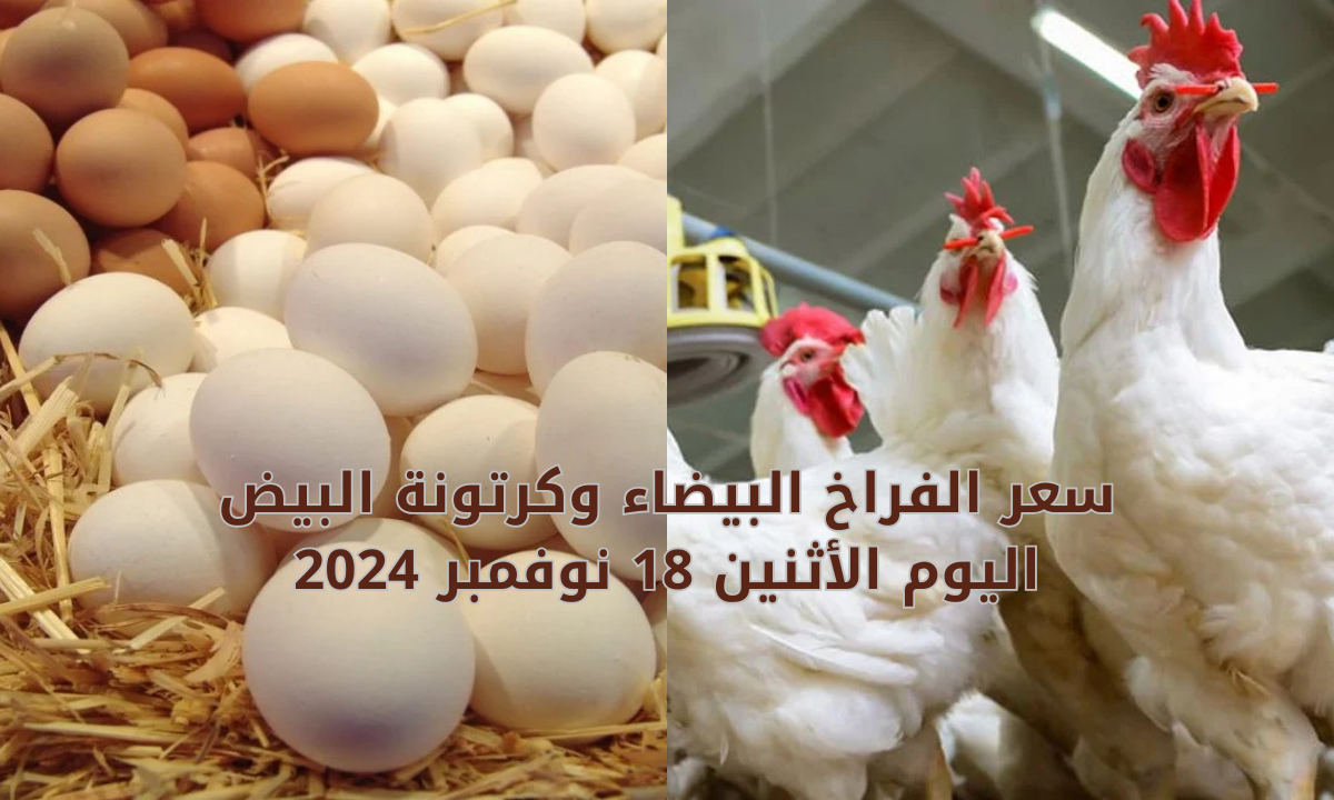 سعر الفراخ البيضاء اليوم 