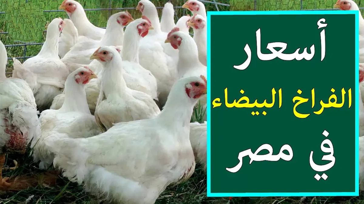 سعر الفراخ البيضاء اليوم