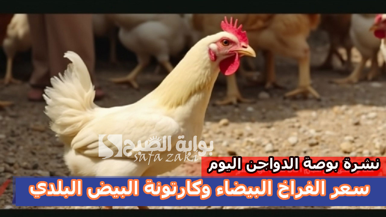 سعر الفراخ البيضاء وكارتونة البيض البلدي بالأسواق