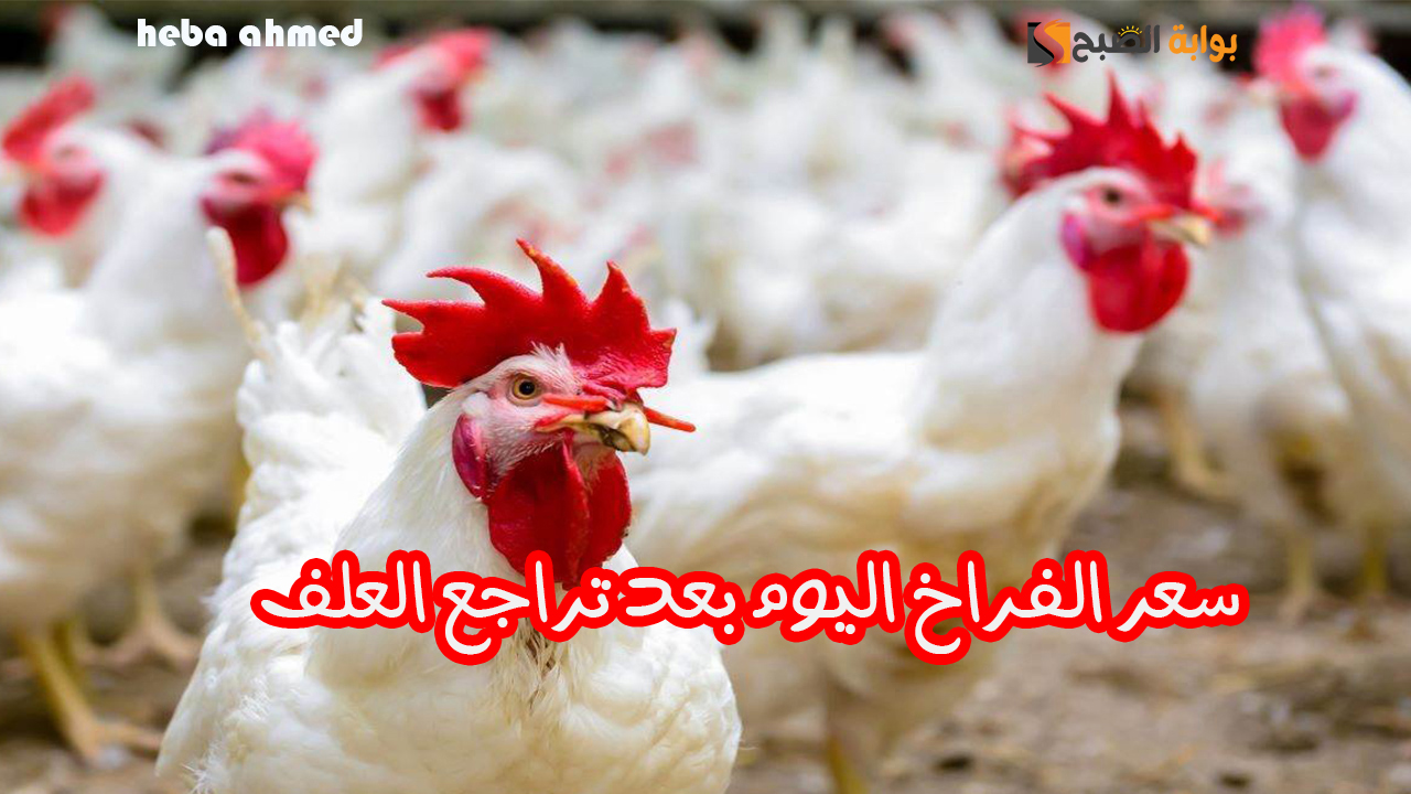 سعر الفراخ اليوم بعد تراجع العلف