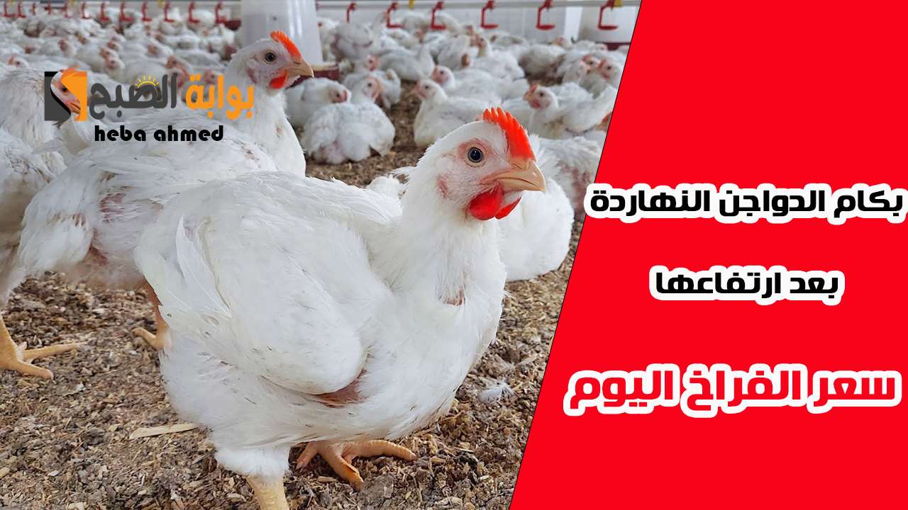 سعر الفراخ اليوم بعد ارتفاعها والدواجن البيضاء