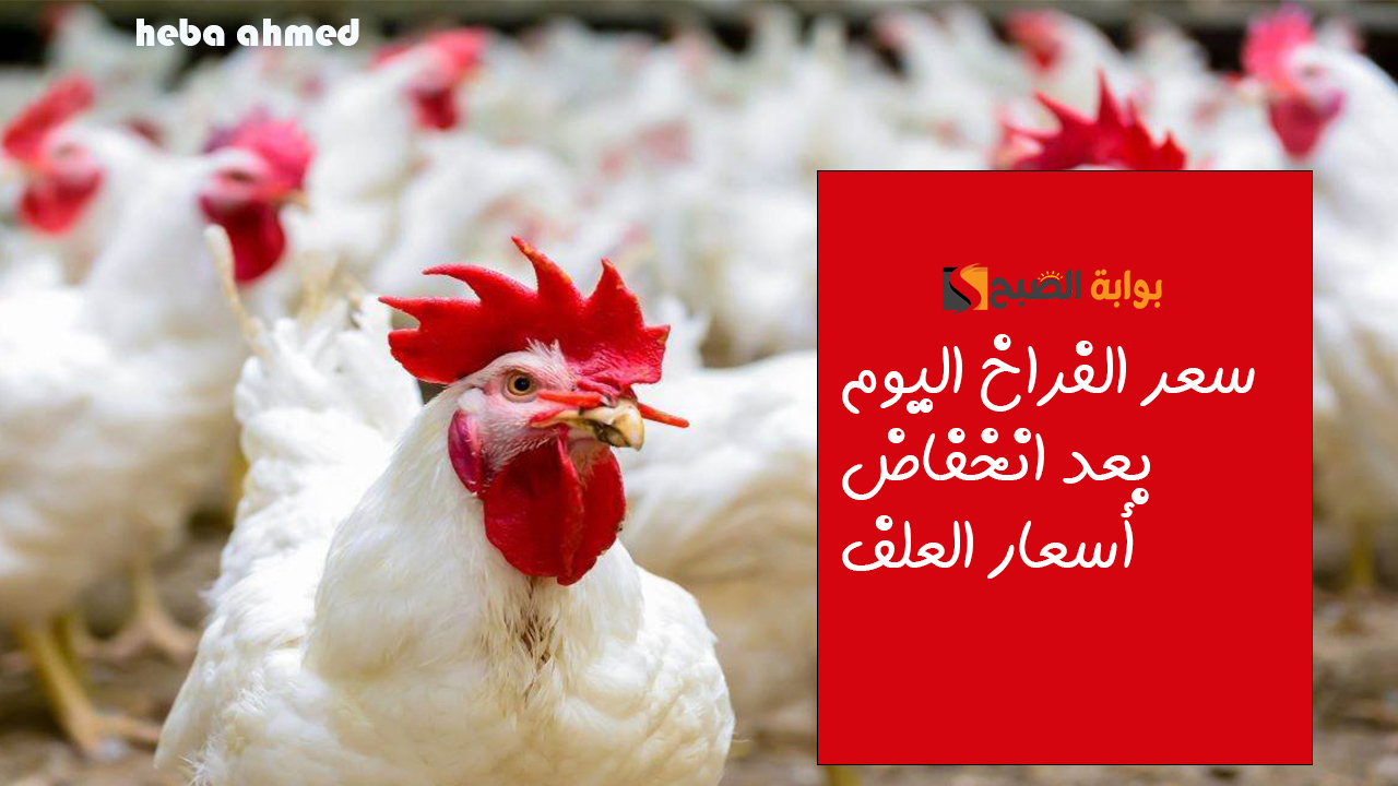 سعر الفراخ اليوم بعد انخفاض أسعار العلف