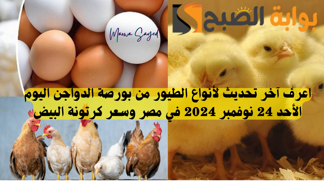 سعر الفراخ اليوم في بورصة الدواجن