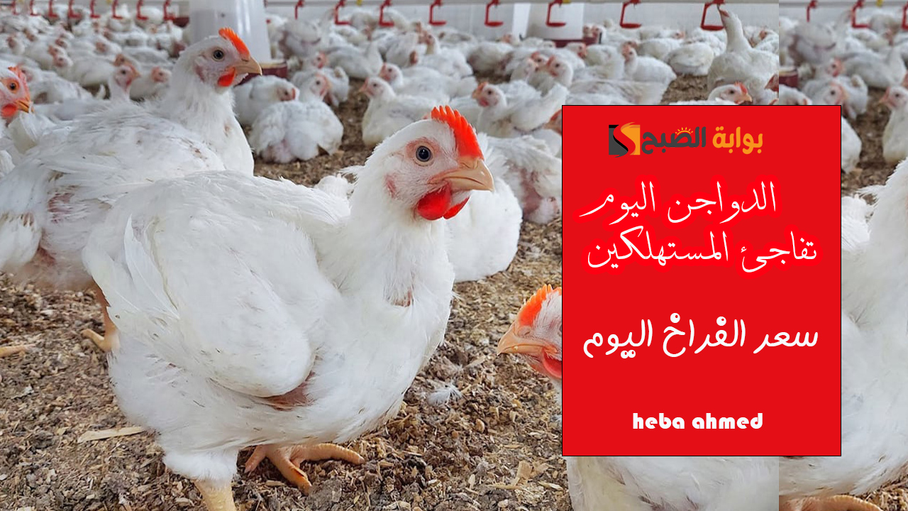 سعر الفراخ اليوم والدواجن تفاجئ المستهلكين