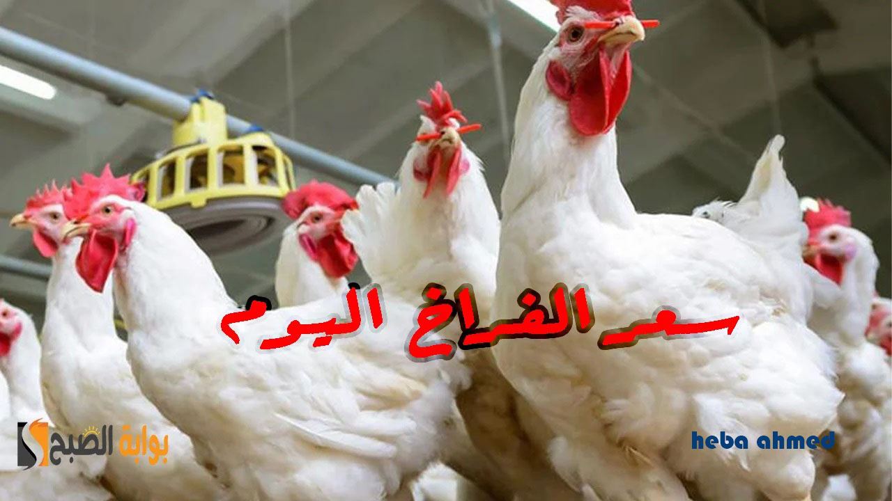 سعر الفراخ اليوم في البورصة والأسواق