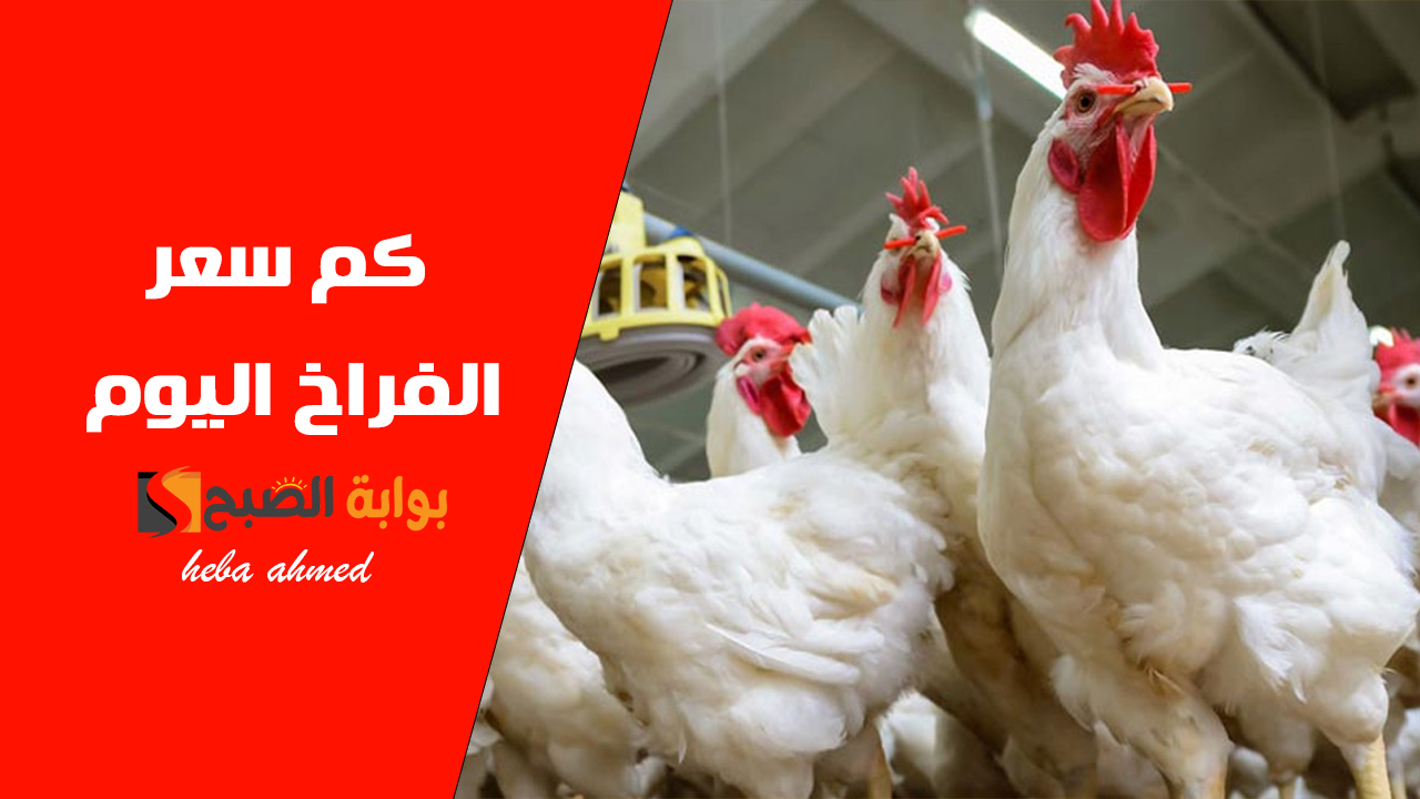 سعر الفراخ اليوم