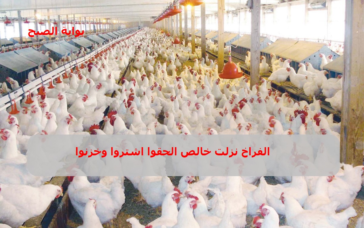 أسعار بورصة الدواجن