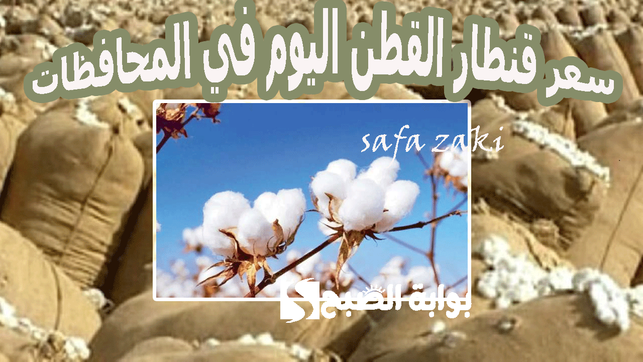 سعر قنطار القطن اليوم في المحافظات
