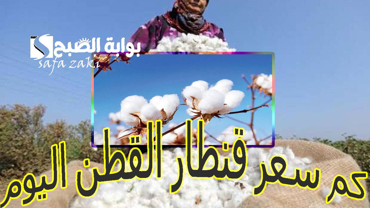 سعر قنطار القطن اليوم