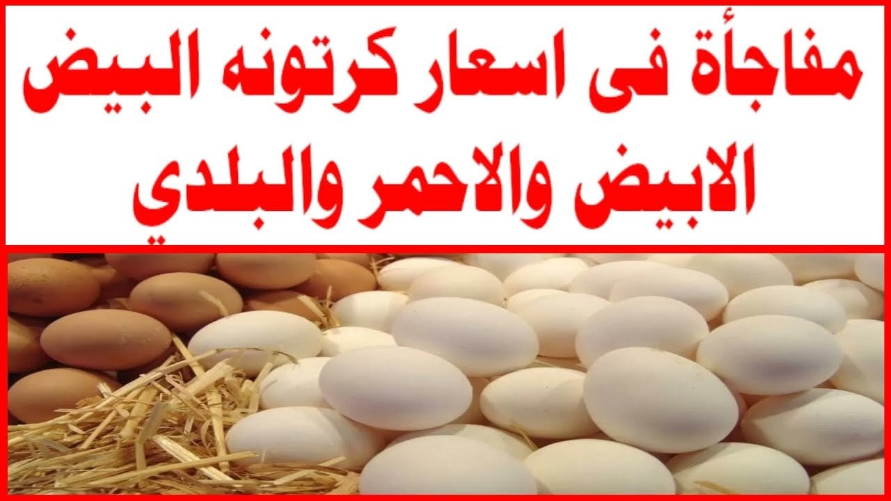 سعر كرتونة البيض الأبيض والأحمر والبلدي اليوم الأربعاء 13 نوفمبر 2024